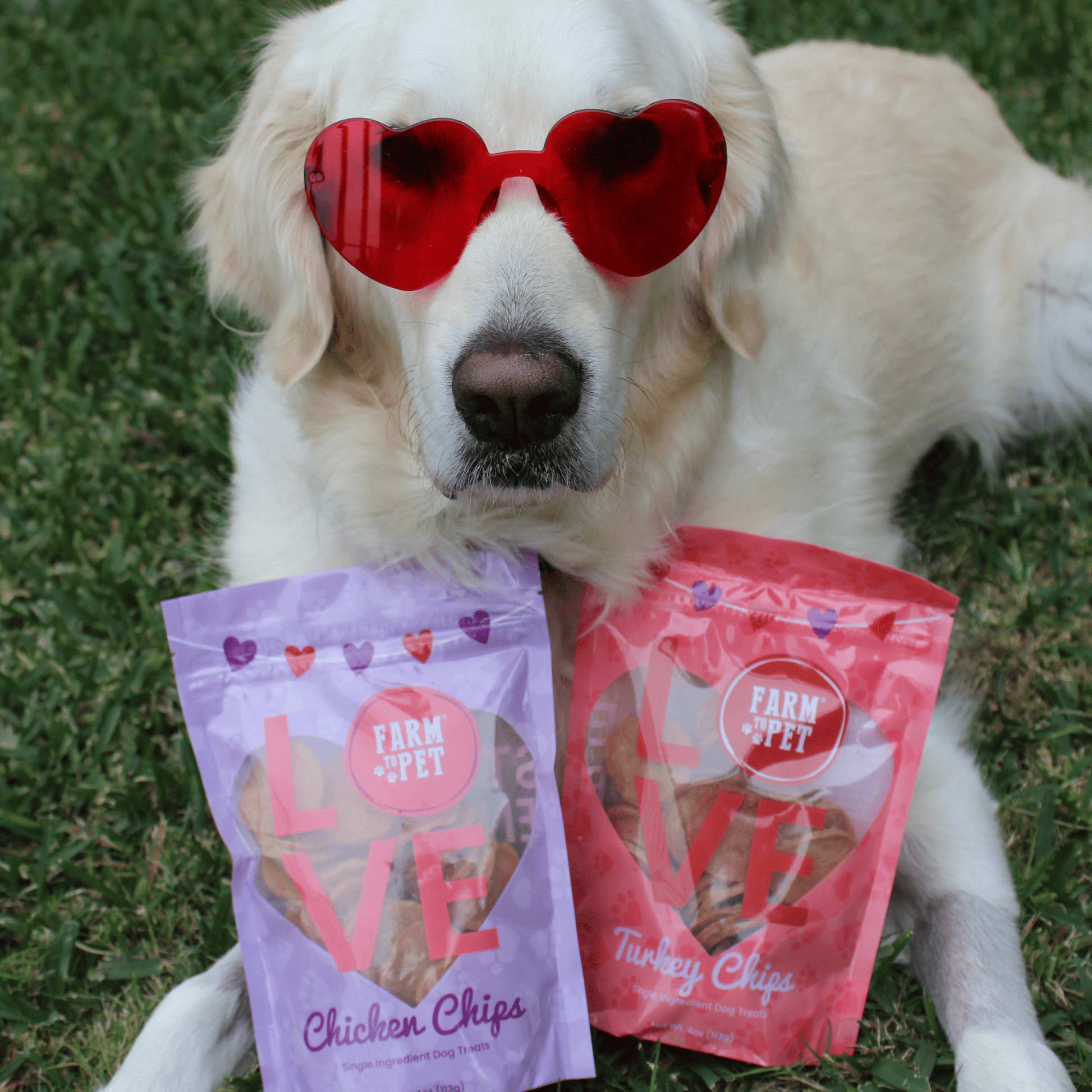 Puppy Love Dog Treat Duo – Valentine Puppy Love Dog Treats Poultry Treat Variety Pack 2 bags 4oz Combo red glasses