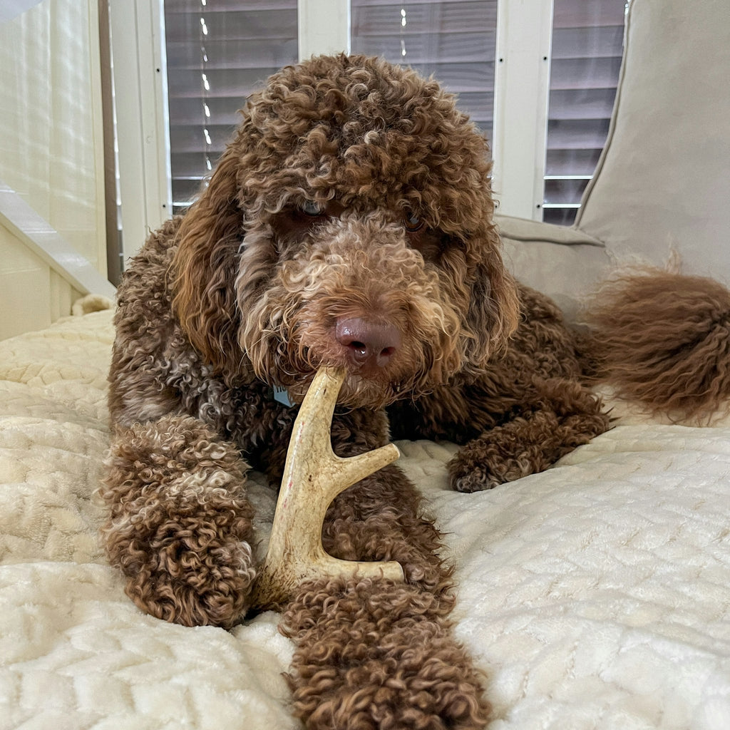 Brown curly-haired dog chewing on a bone-shaped toy on a white couch.