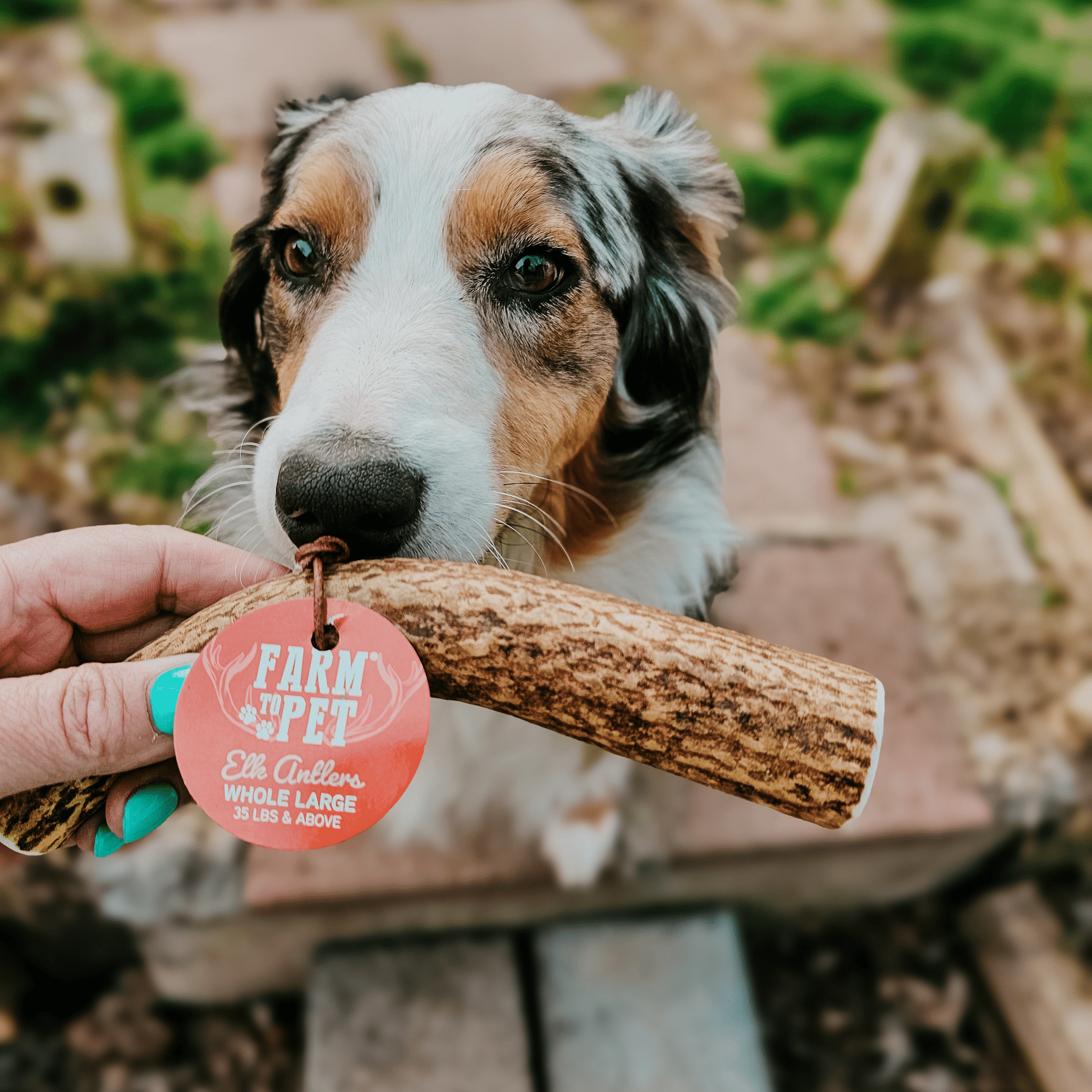 Dog holding a chew stick with a 'Farm to Pet' tag outdoors