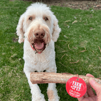 White dog with a red 'Farm to Pet' tag on a wooden stick held by a person in a grassy area.