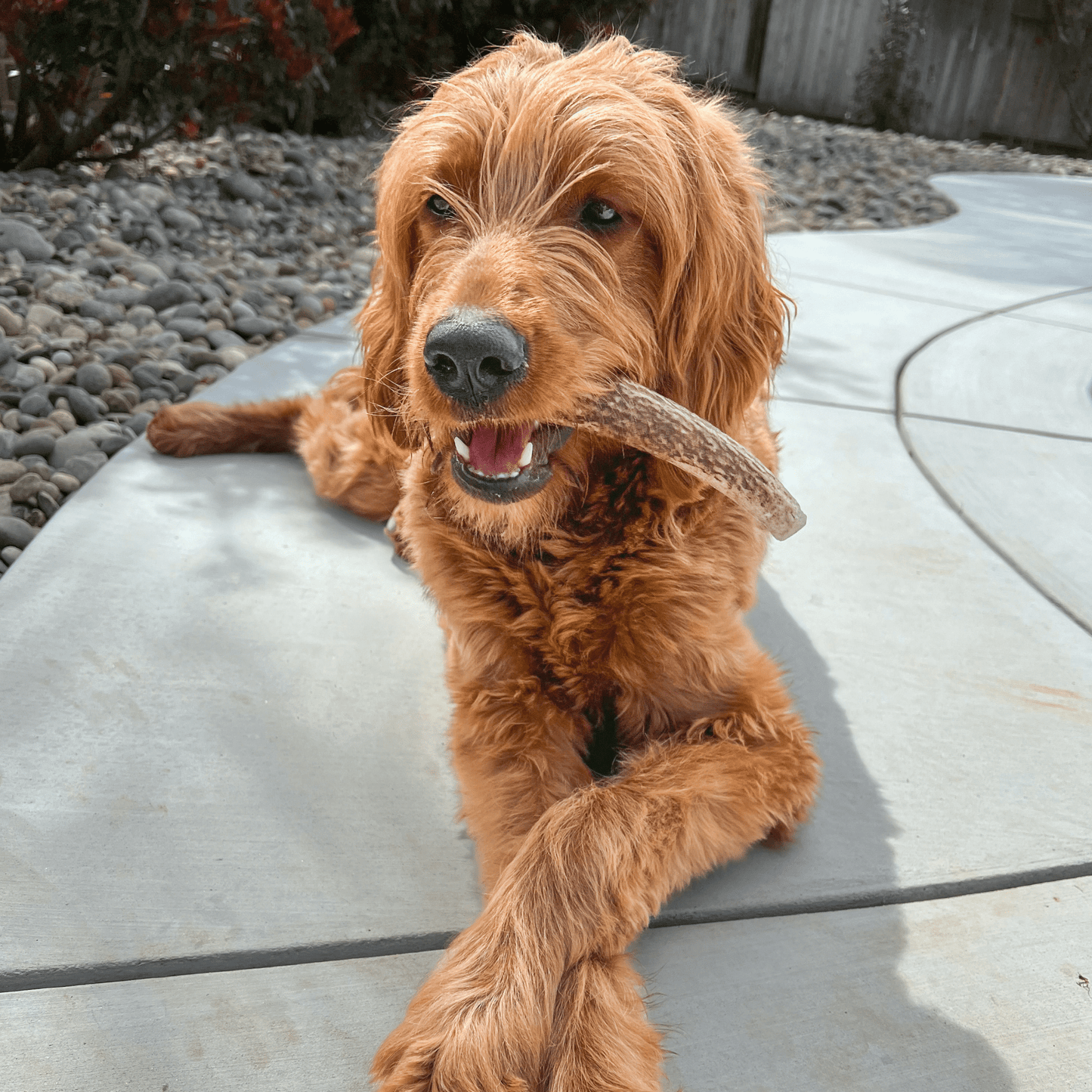 Brown dog with a stick in its mouth on a concrete surface
