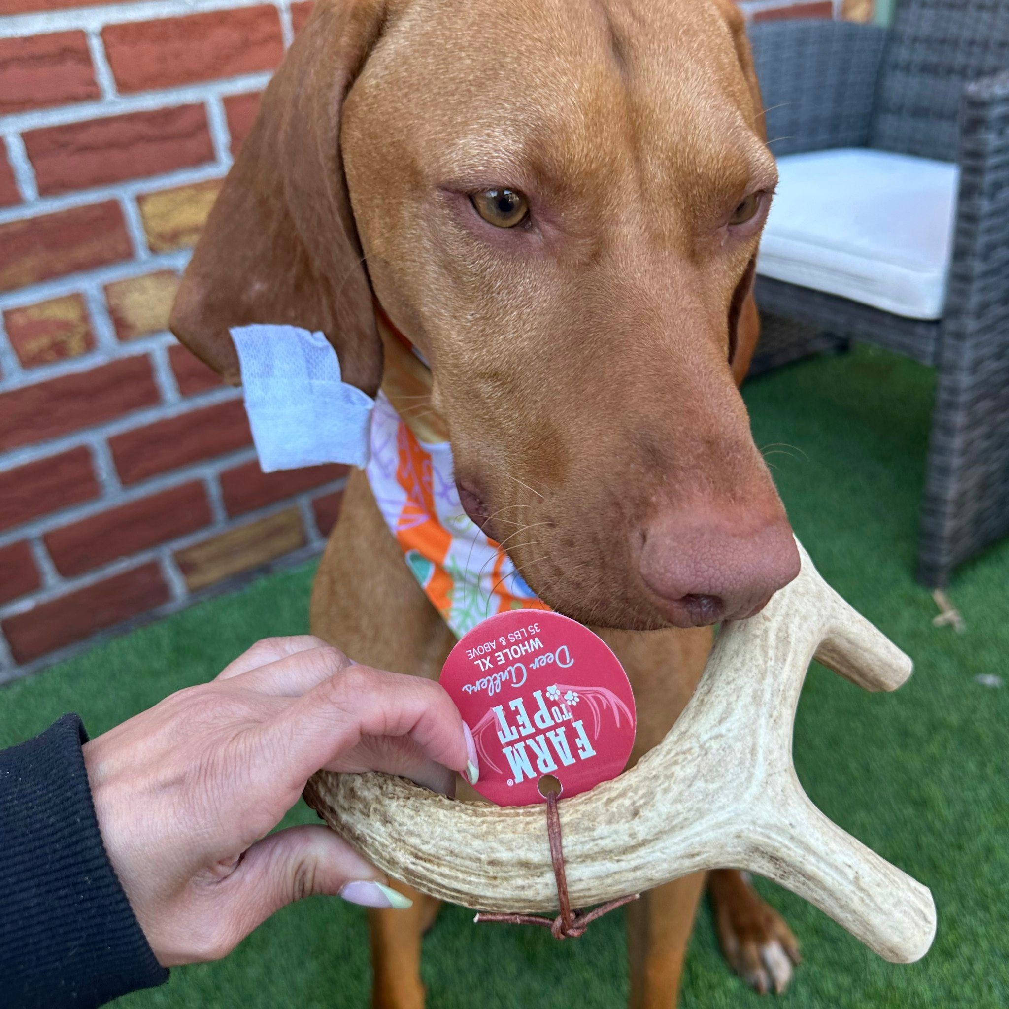 Dog holding a rawhide bone with a tag, standing on grass next to a brick wall.