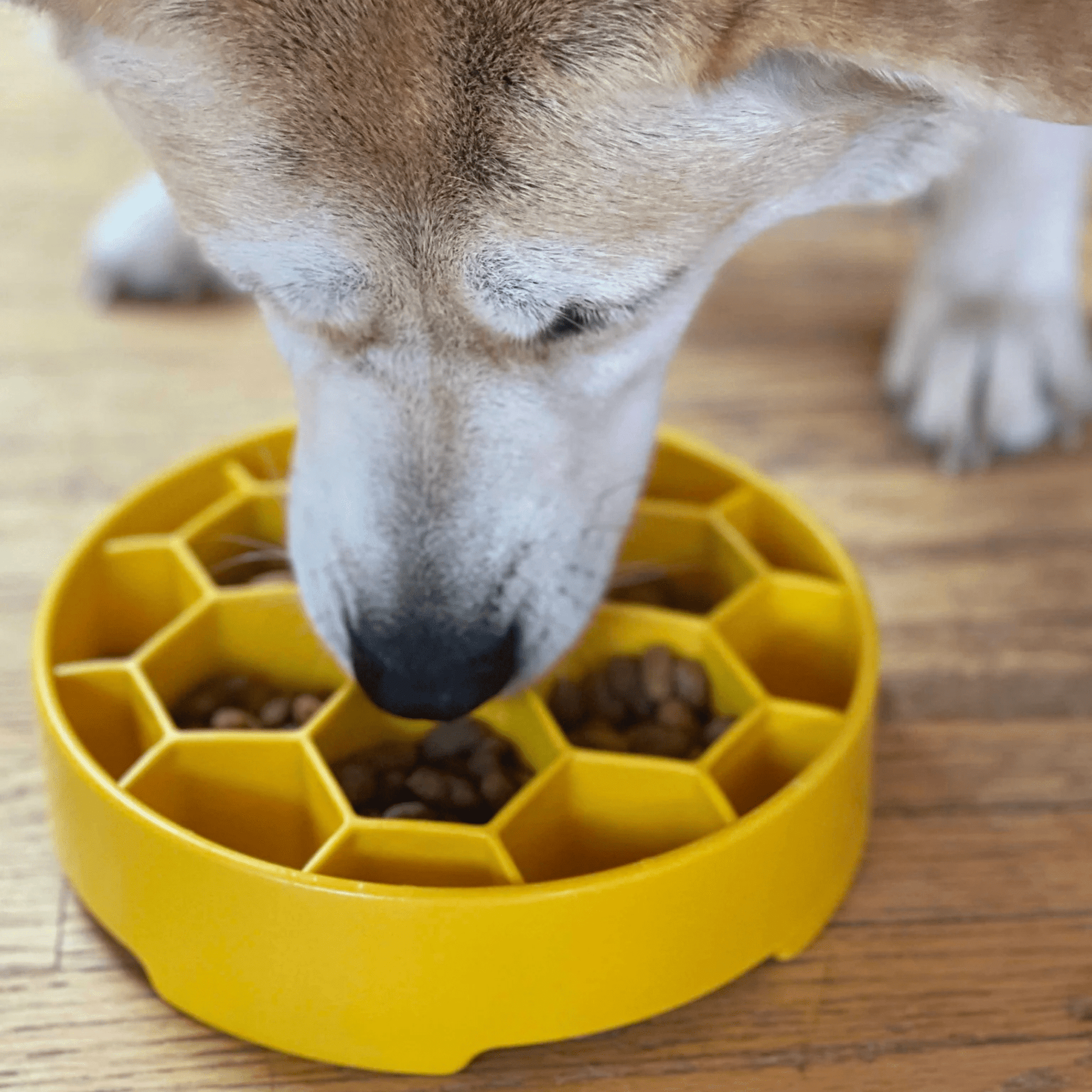 SodaPup Slow Feeder Dog Bowls – Slow Feeder Dog Bowl Yellow Honeycomb Dog Licking