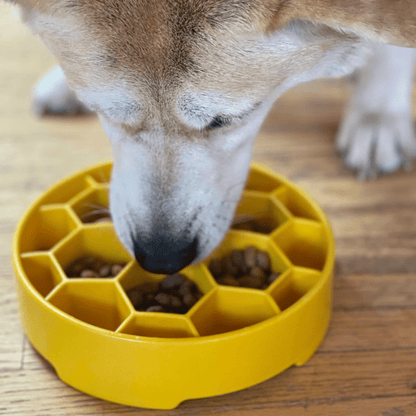 SodaPup Slow Feeder Dog Bowls – Slow Feeder Dog Bowl Yellow Honeycomb Dog Licking