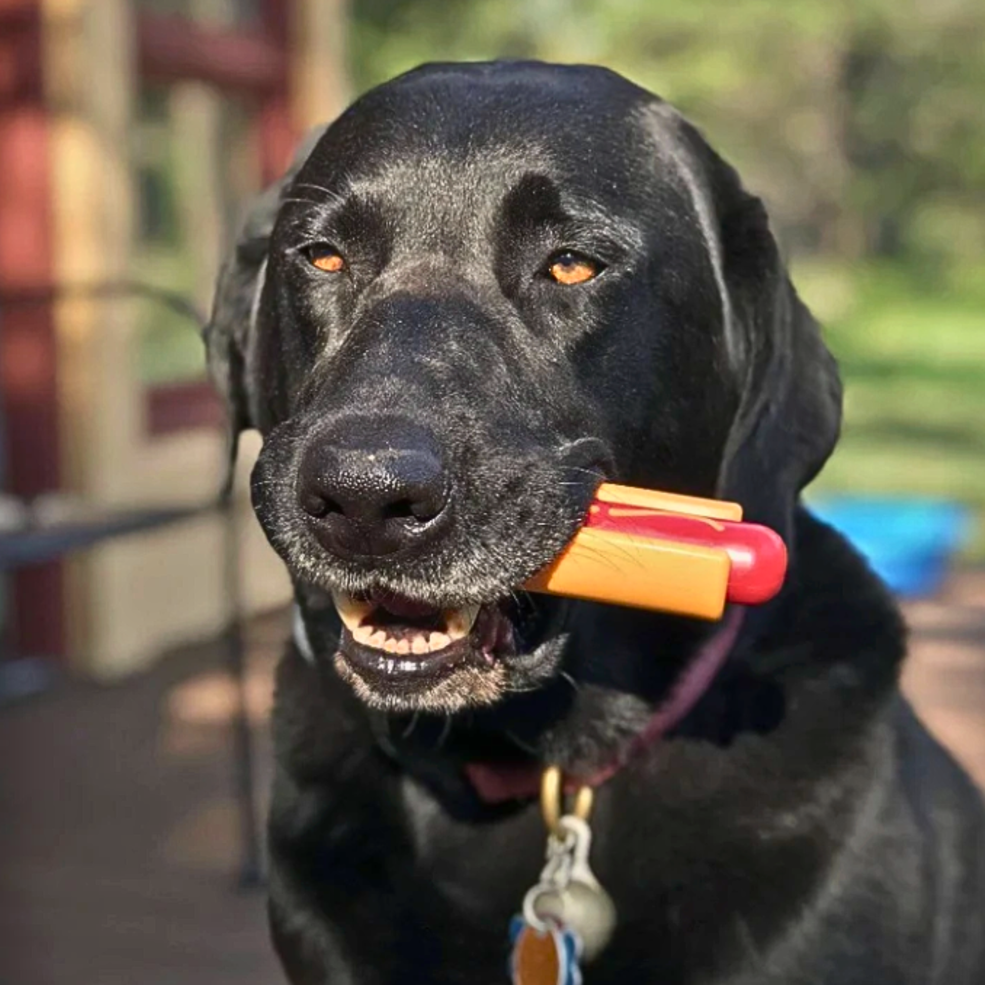 Black dog with a toy in its mouth outdoors