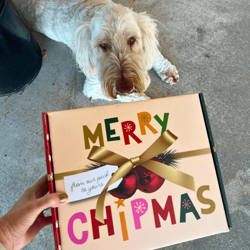 Dog lying on the ground next to a gift box with 'Merry Chipmas' text