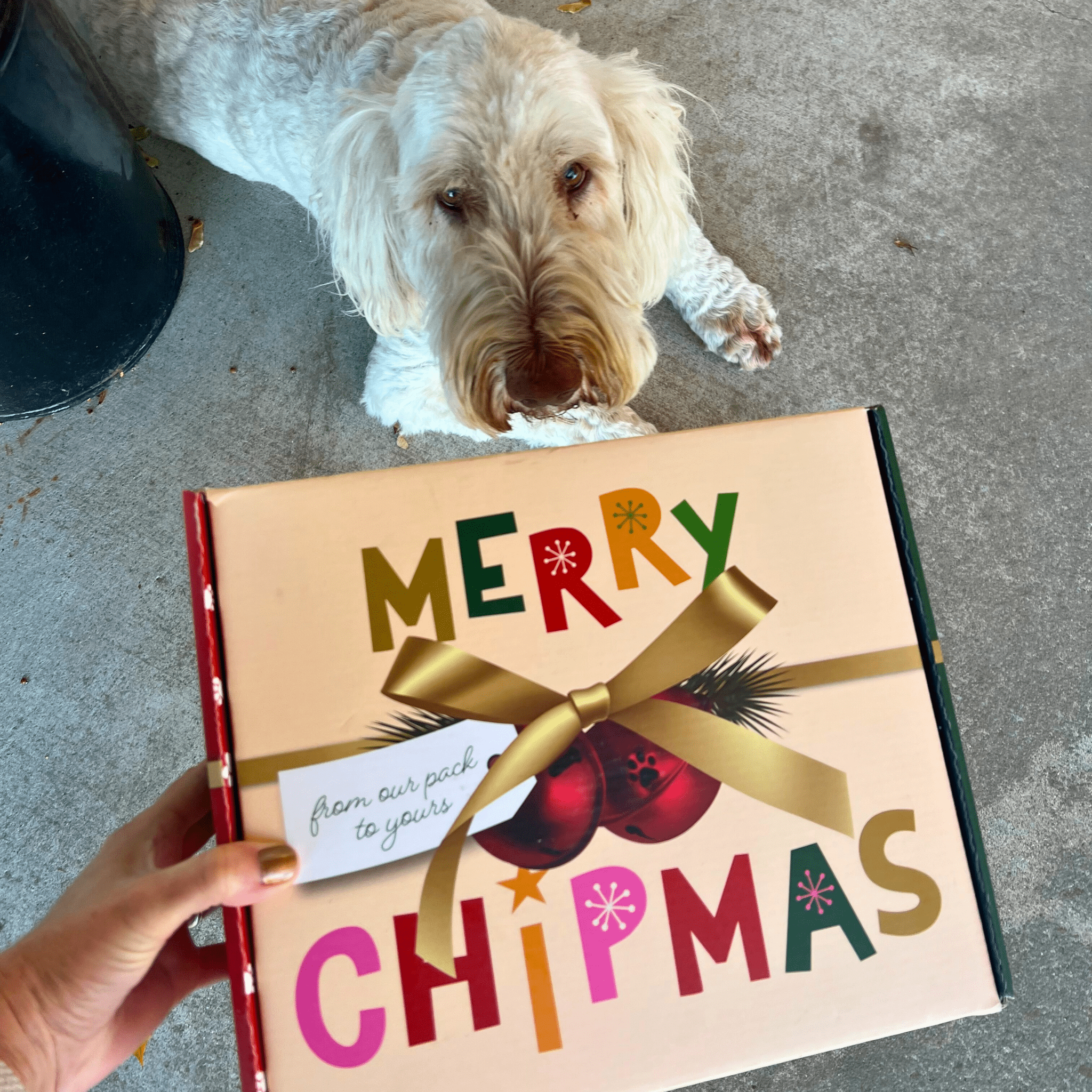 Dog lying on the ground next to a gift box with 'Merry Chipmas' text