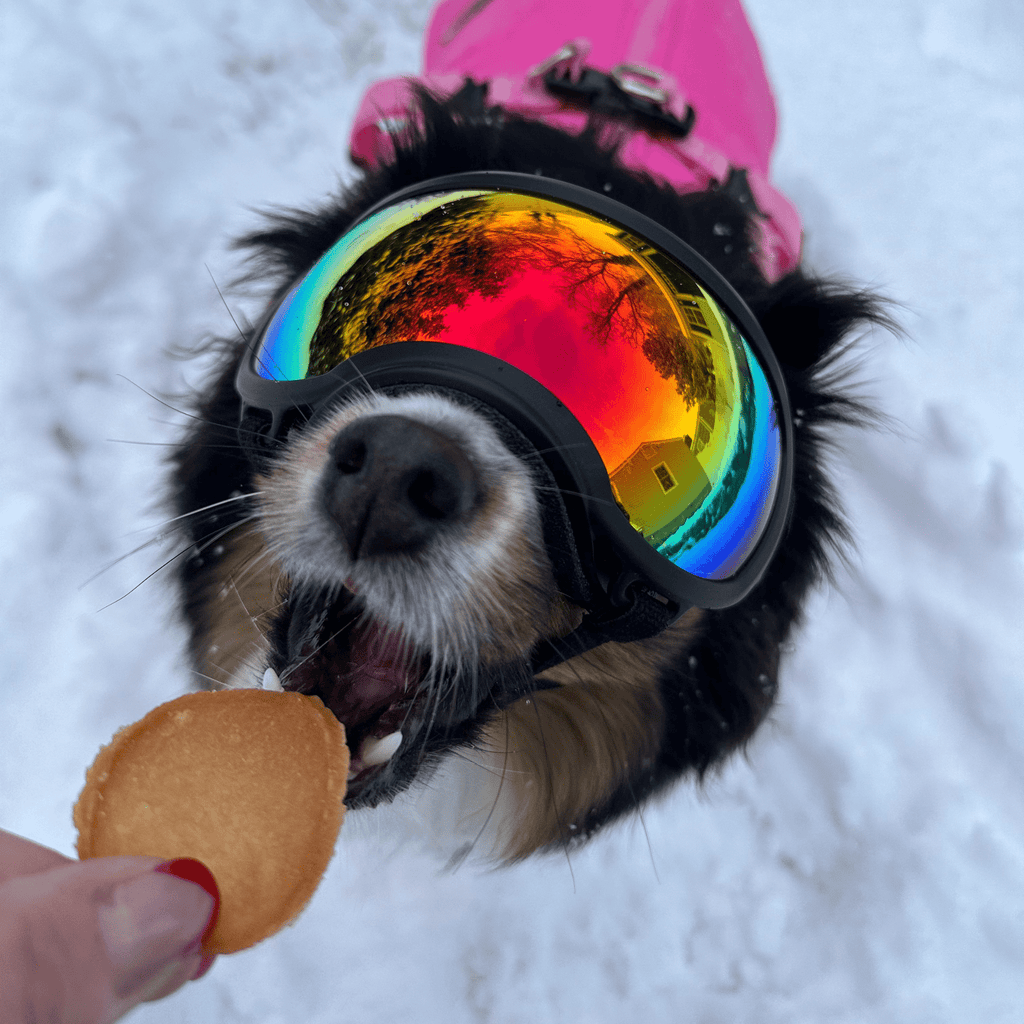 Dog wearing colorful goggles in the snow, holding a cookie