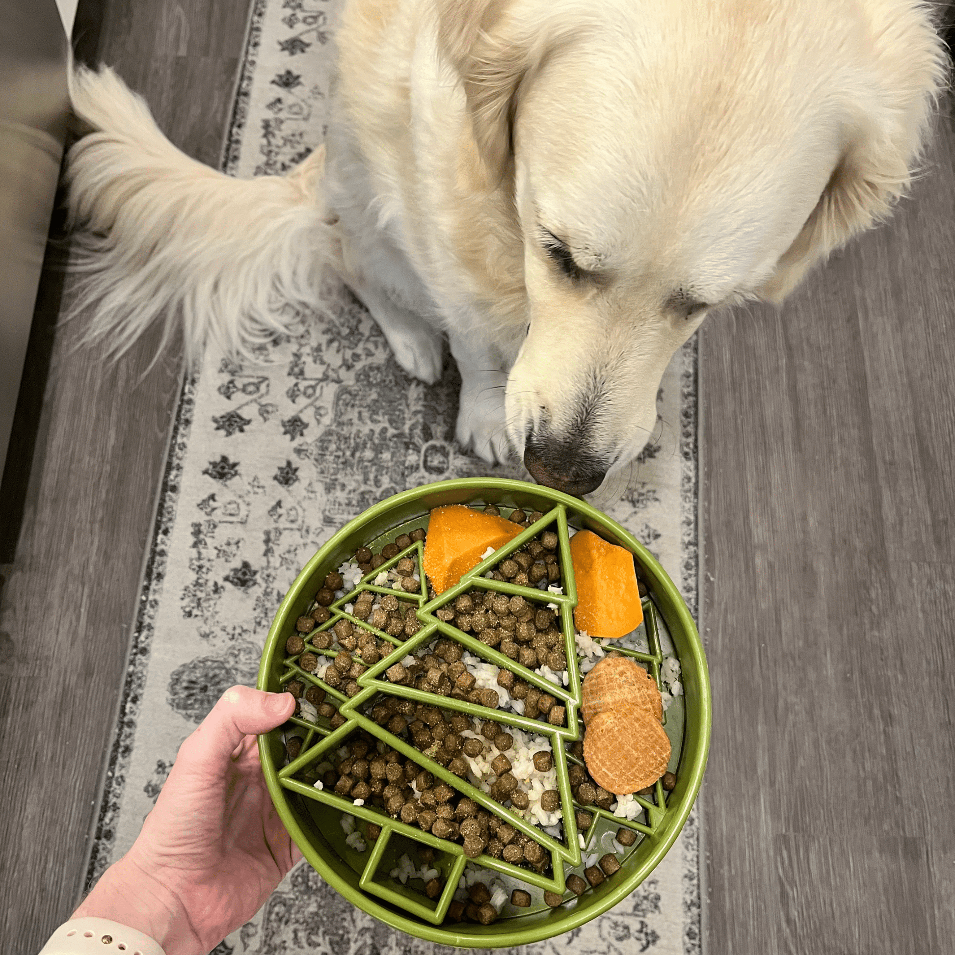 Dog interacting with a green food puzzle toy filled with treats on a wooden floor.
