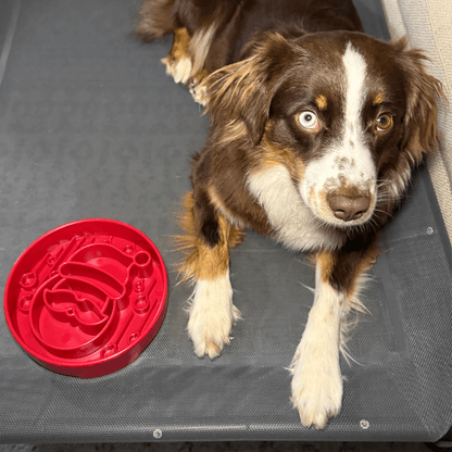 Dog lying on a car seat next to a red pet toy