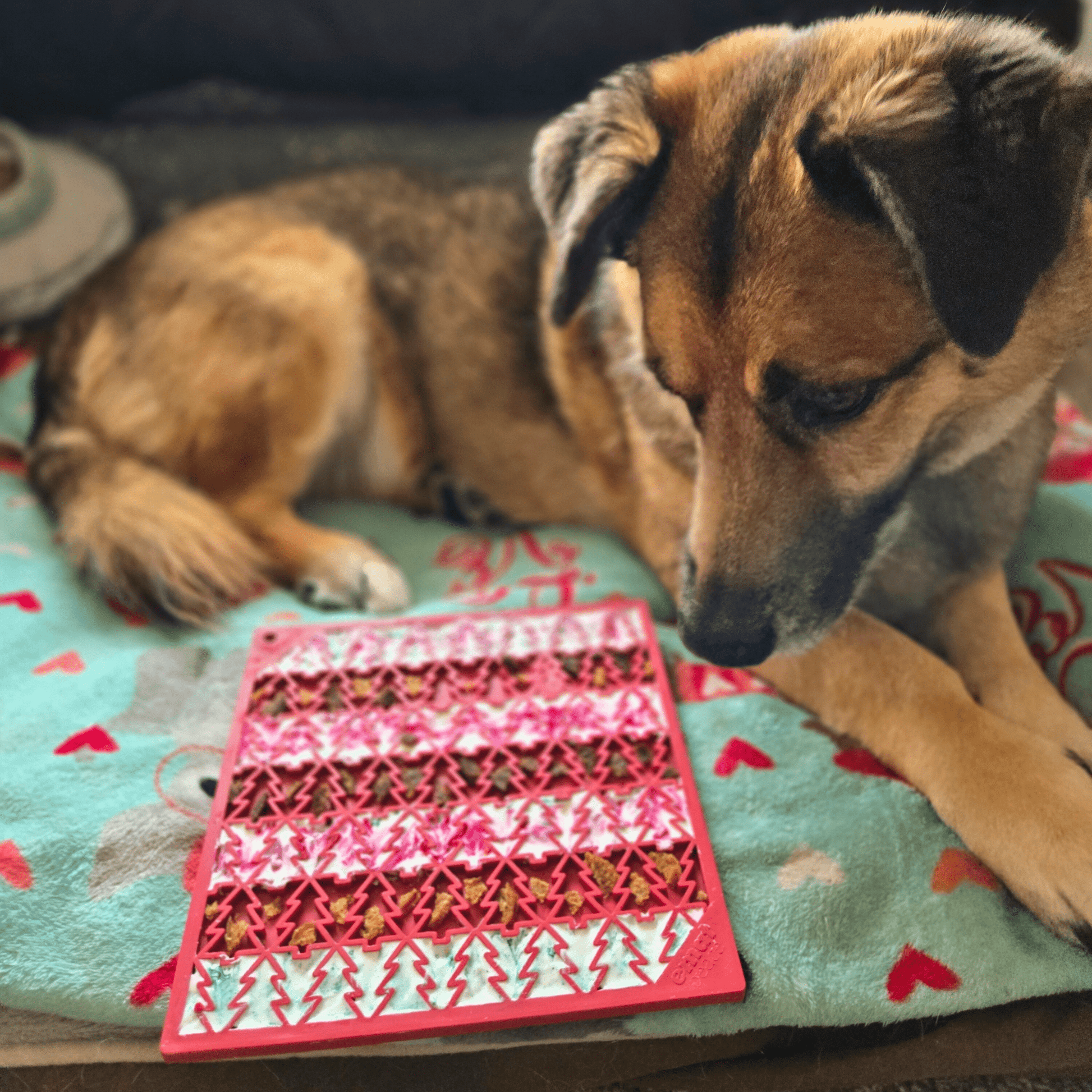 Dog lying on a blanket with a pink and red geometric card in front of it