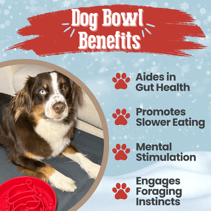 Dog lying on a mat with text about dog bowl benefits on a blue background