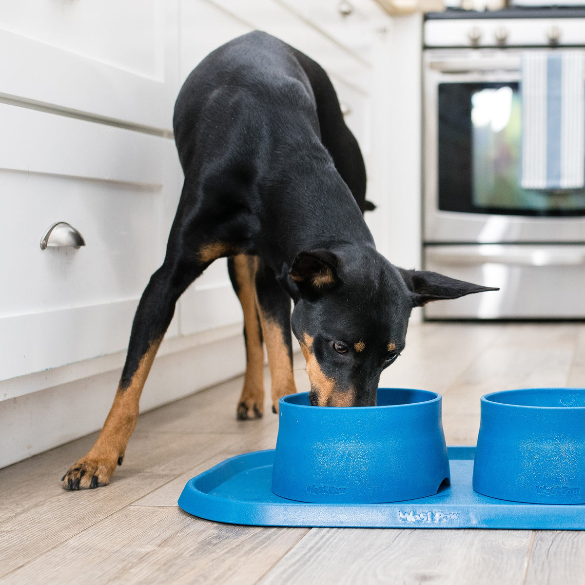 Dog eating from a blue bowl on a mat in a kitchen