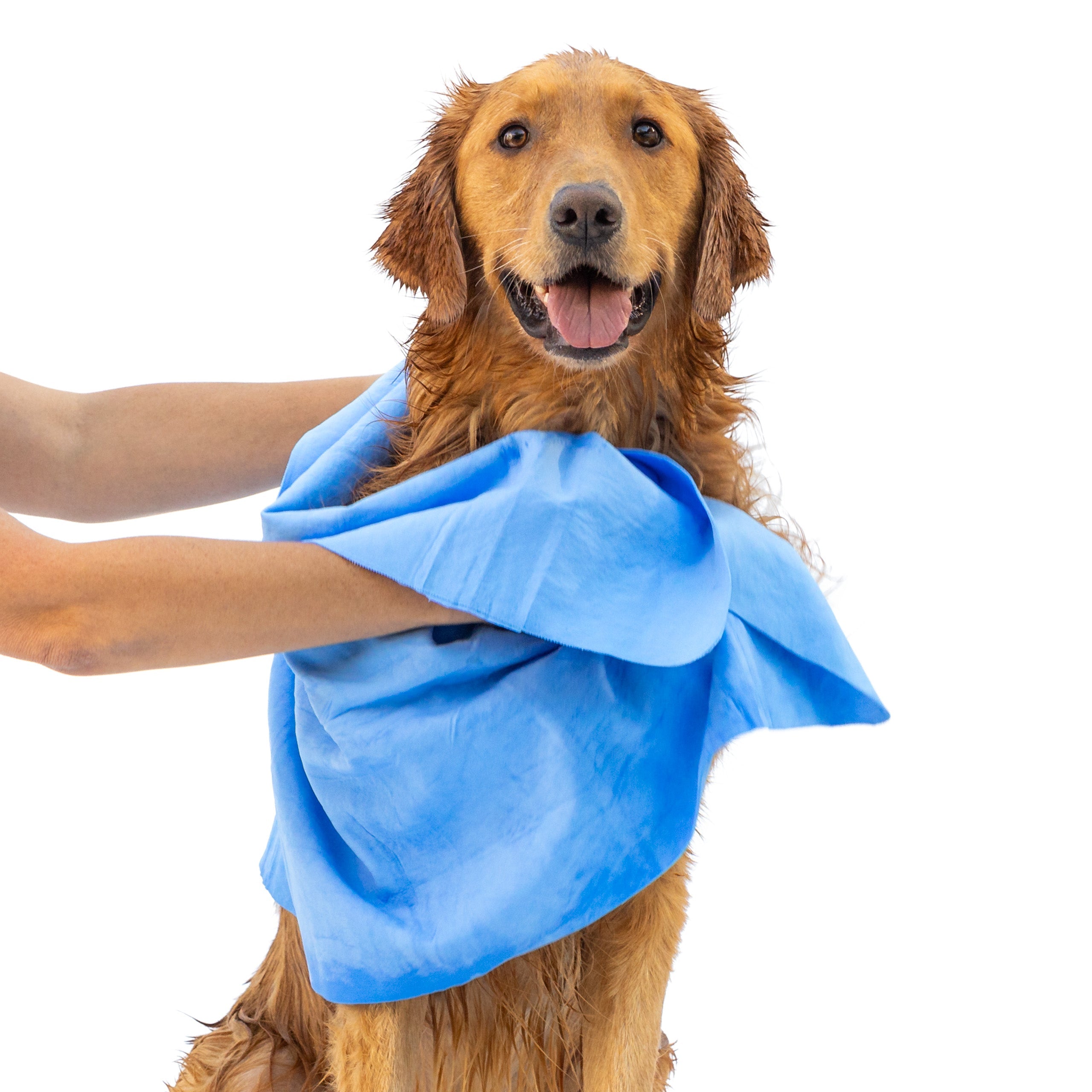 Dog wrapped in a blue towel with a white background