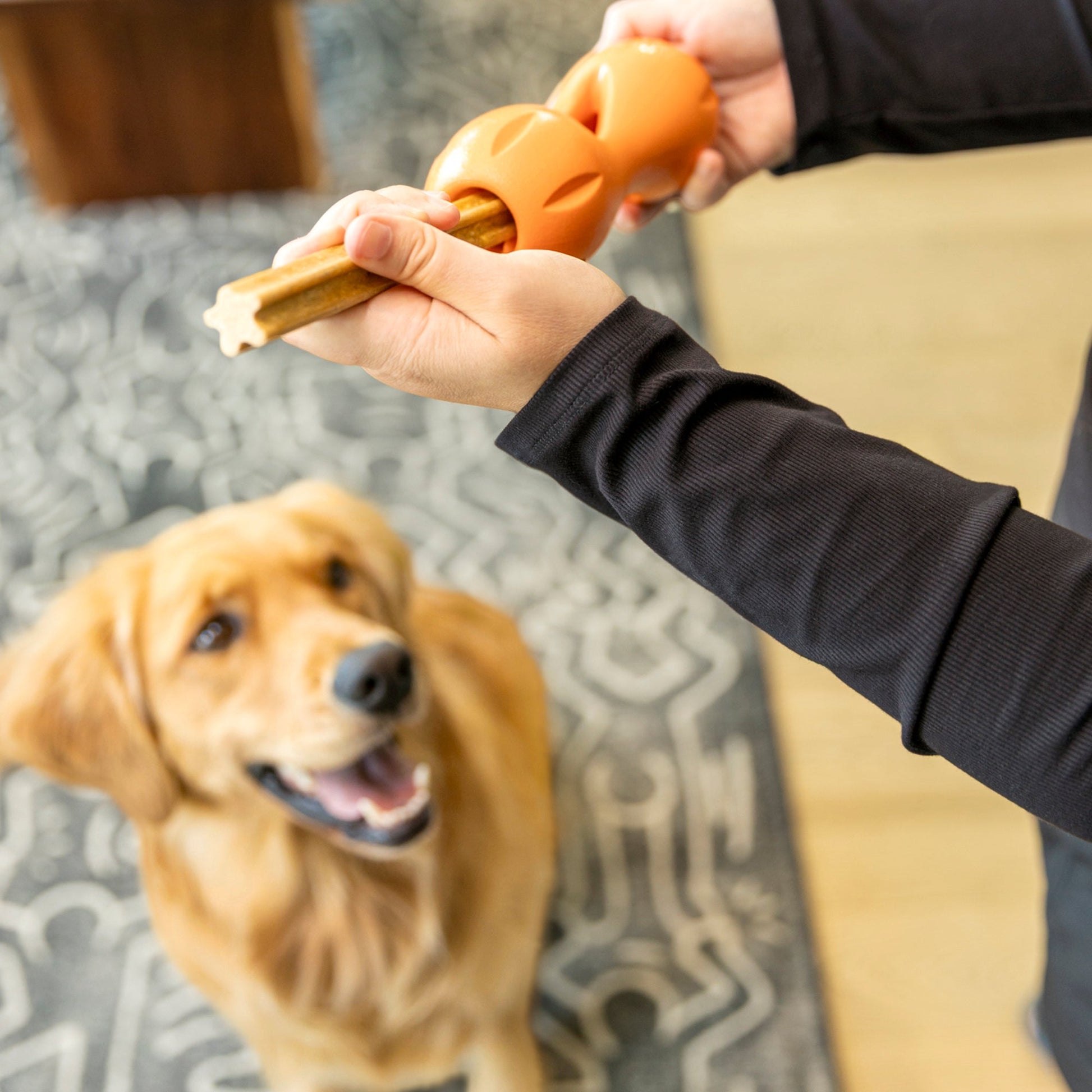 Person holding a dog chew toy with a golden retriever looking on.