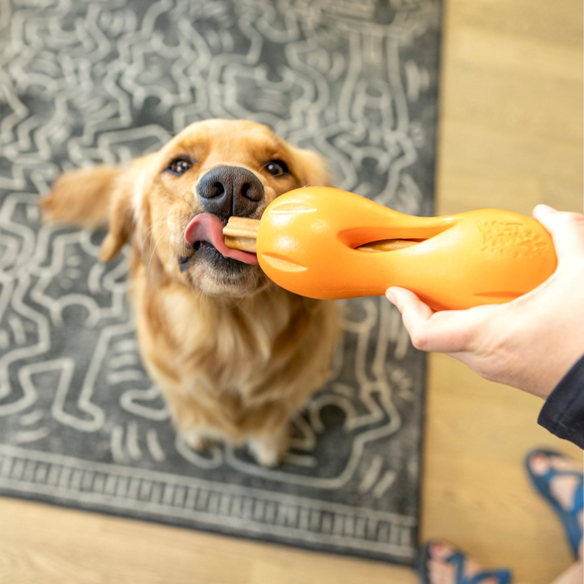 Dog playing with an orange toy held by a person on a patterned rug.