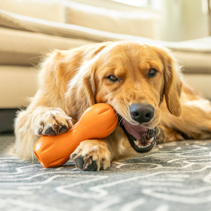 Dog playing with an orange toy on a carpeted floor.