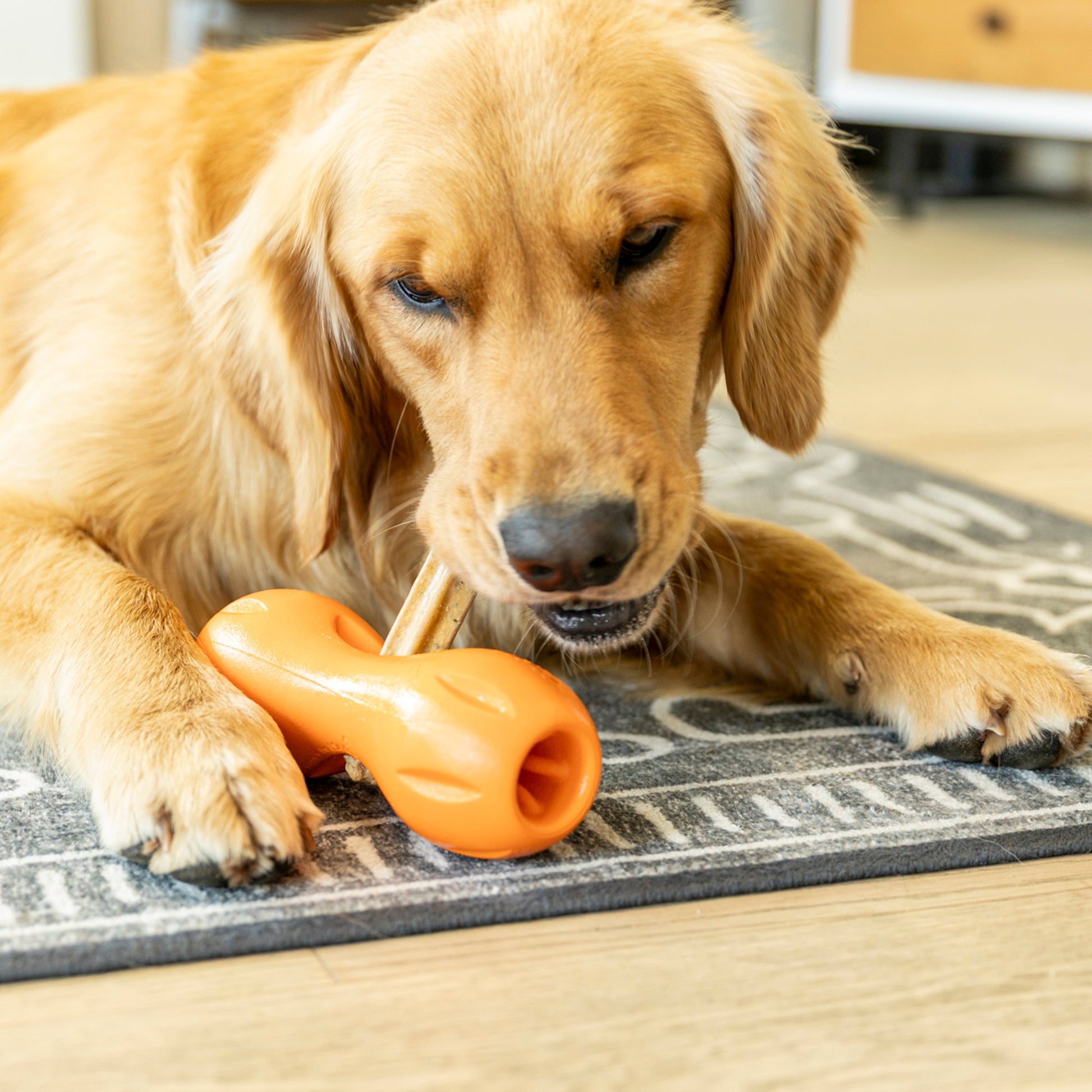 Dog chewing on an orange bone-shaped toy on a rug indoors.