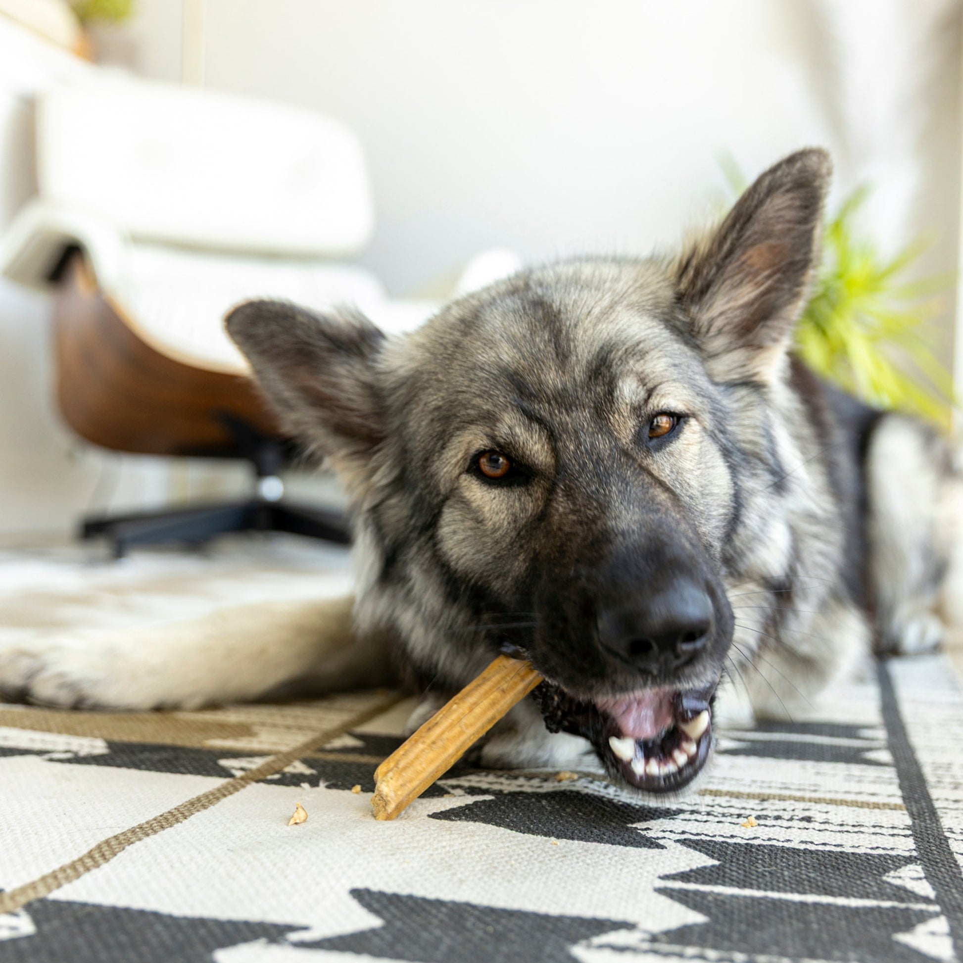 Dog chewing on a treat on a patterned rug indoors