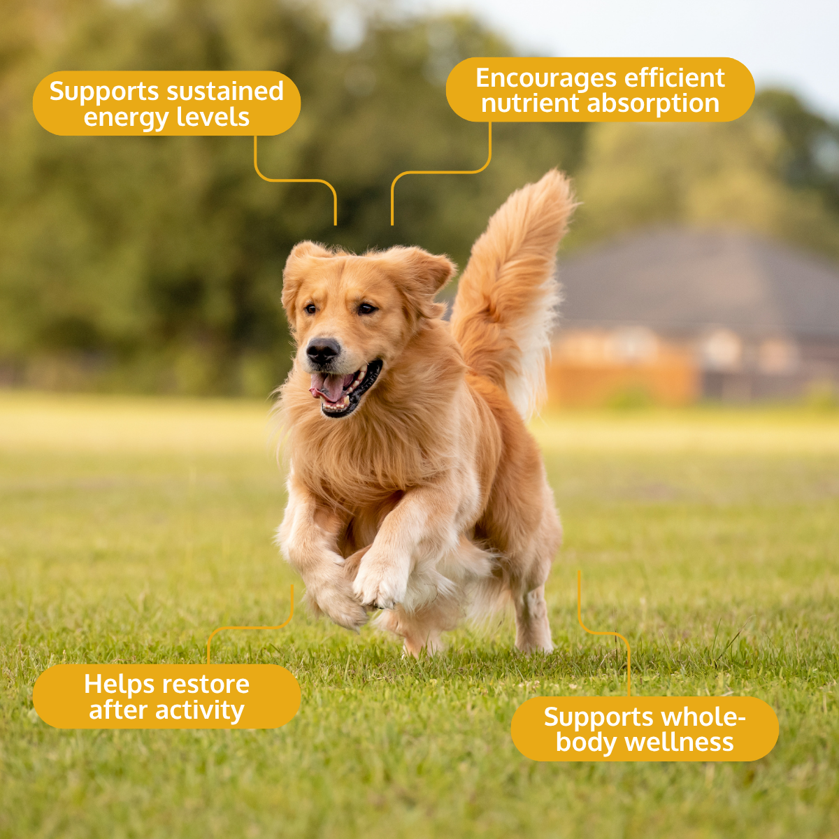 Dog running on grass with health benefits text overlay