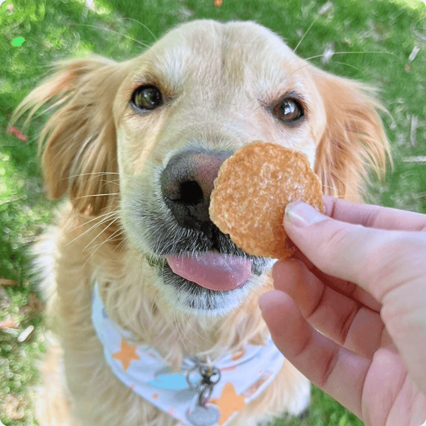 Farm To Pet Chicken Chips – Golden Retriever dog with Farm to Pet Chicken Chip eating it outside.