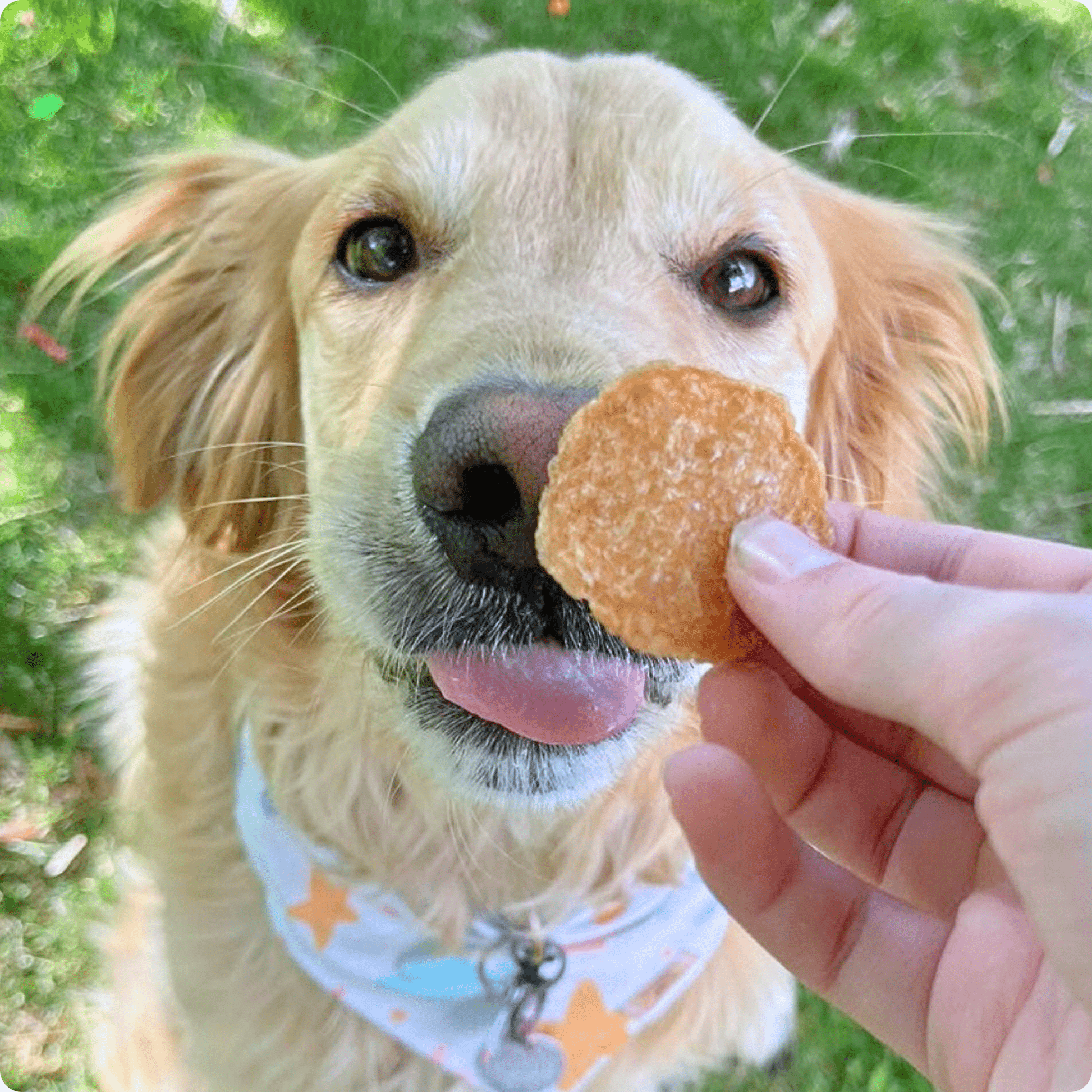 Farm To Pet Chicken Chips – Golden Retriever dog with Farm to Pet Chicken Chip eating it outside.