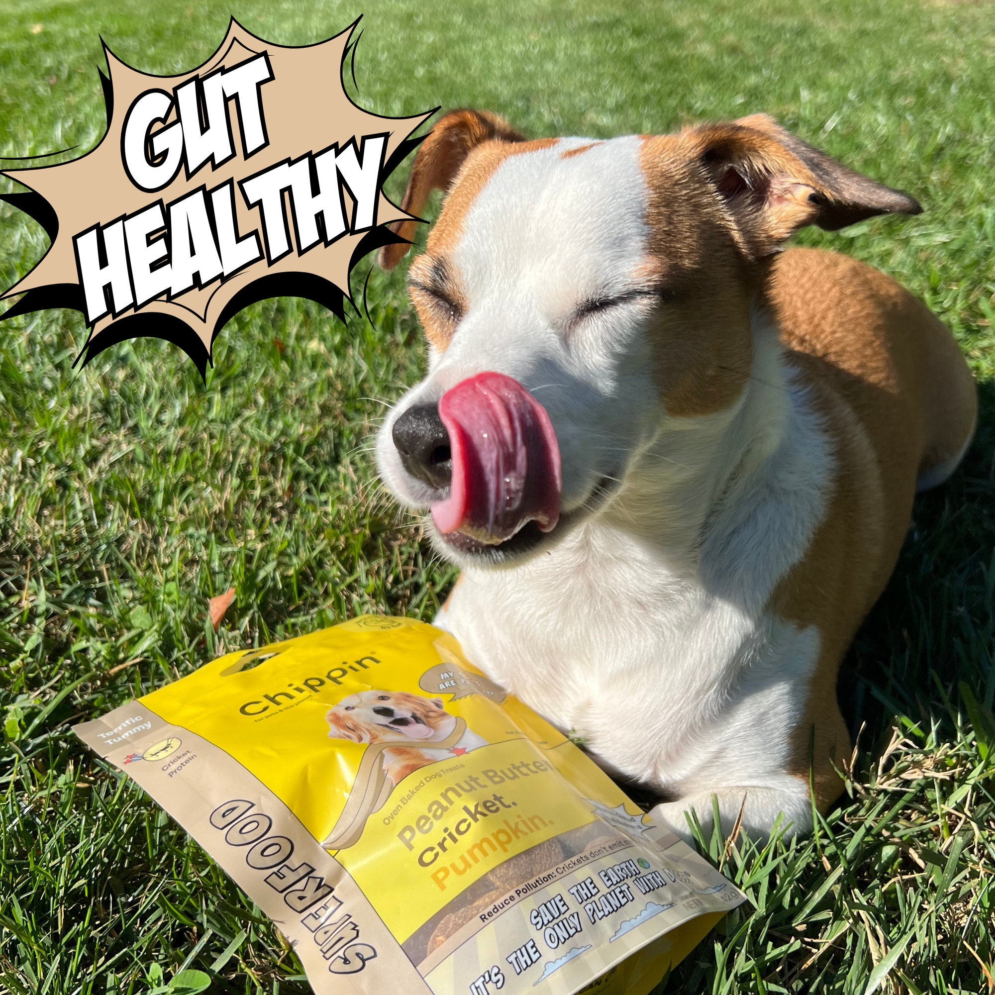 Dog with a 'Gut Healthy' package on grass