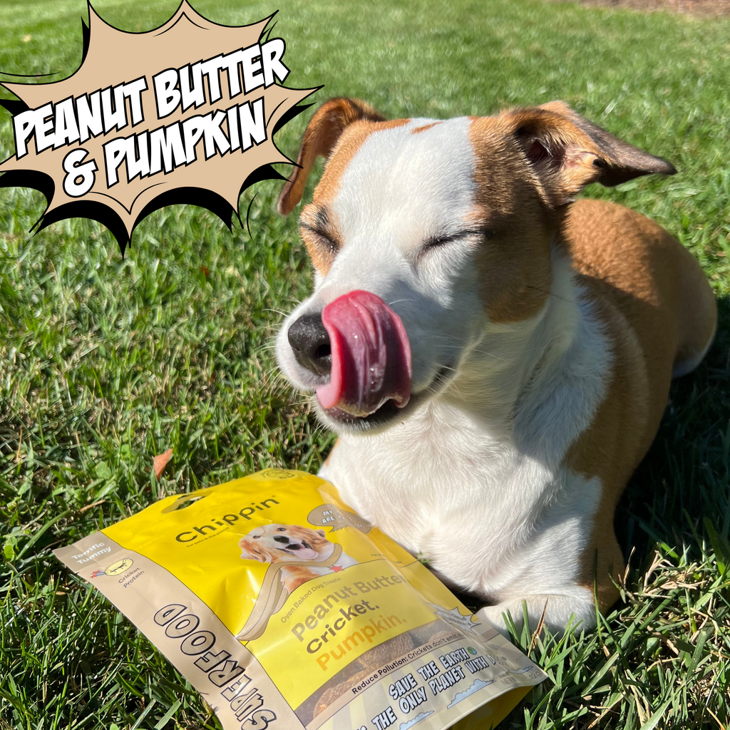 Dog with a bag of Chippin Peanut Butter & Pumpkin dog food on grass
