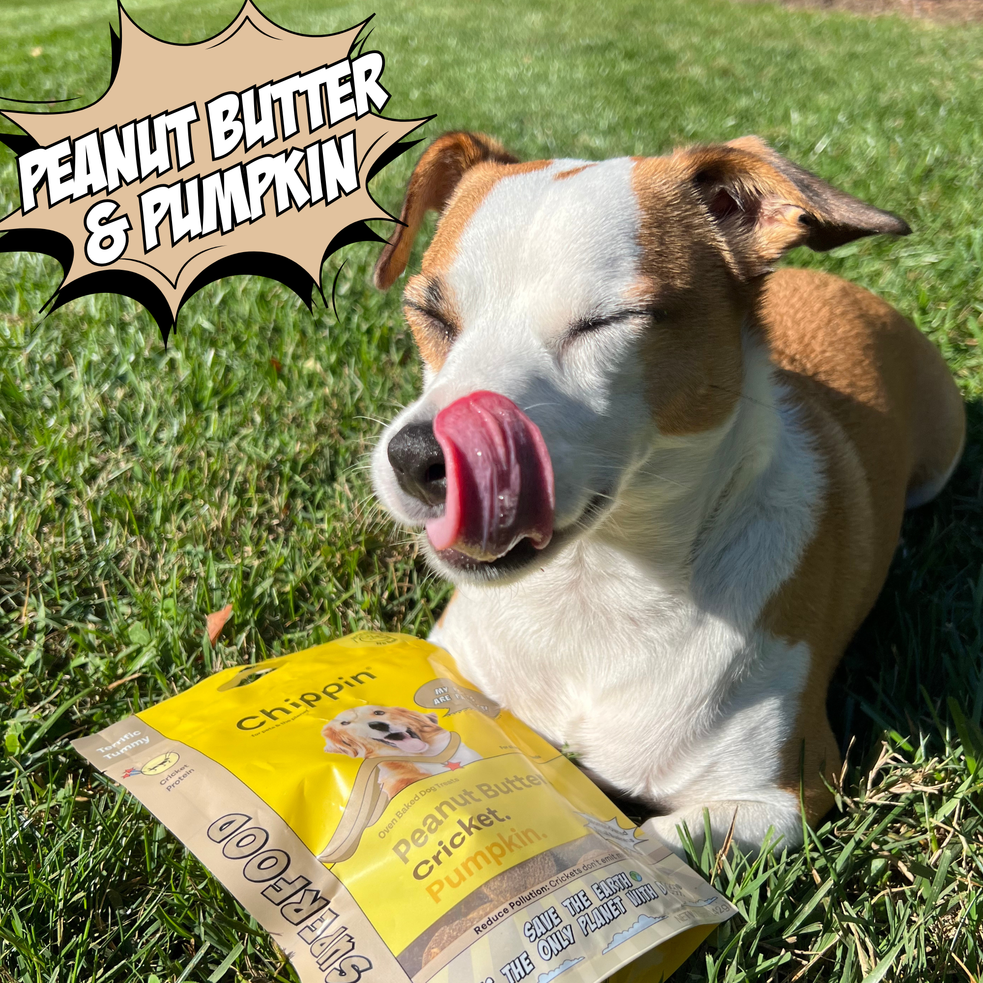 Dog with a bag of Chippin Peanut Butter & Pumpkin dog food on grass