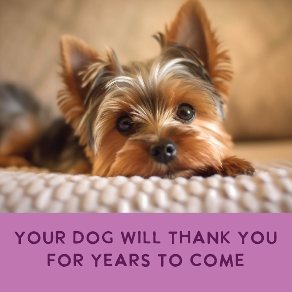 Small dog lying on a textured surface with a motivational quote on a purple background