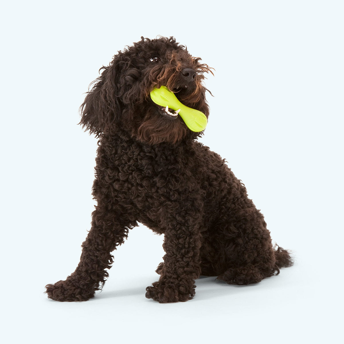 Brown curly-haired dog holding a yellow toy on a white background