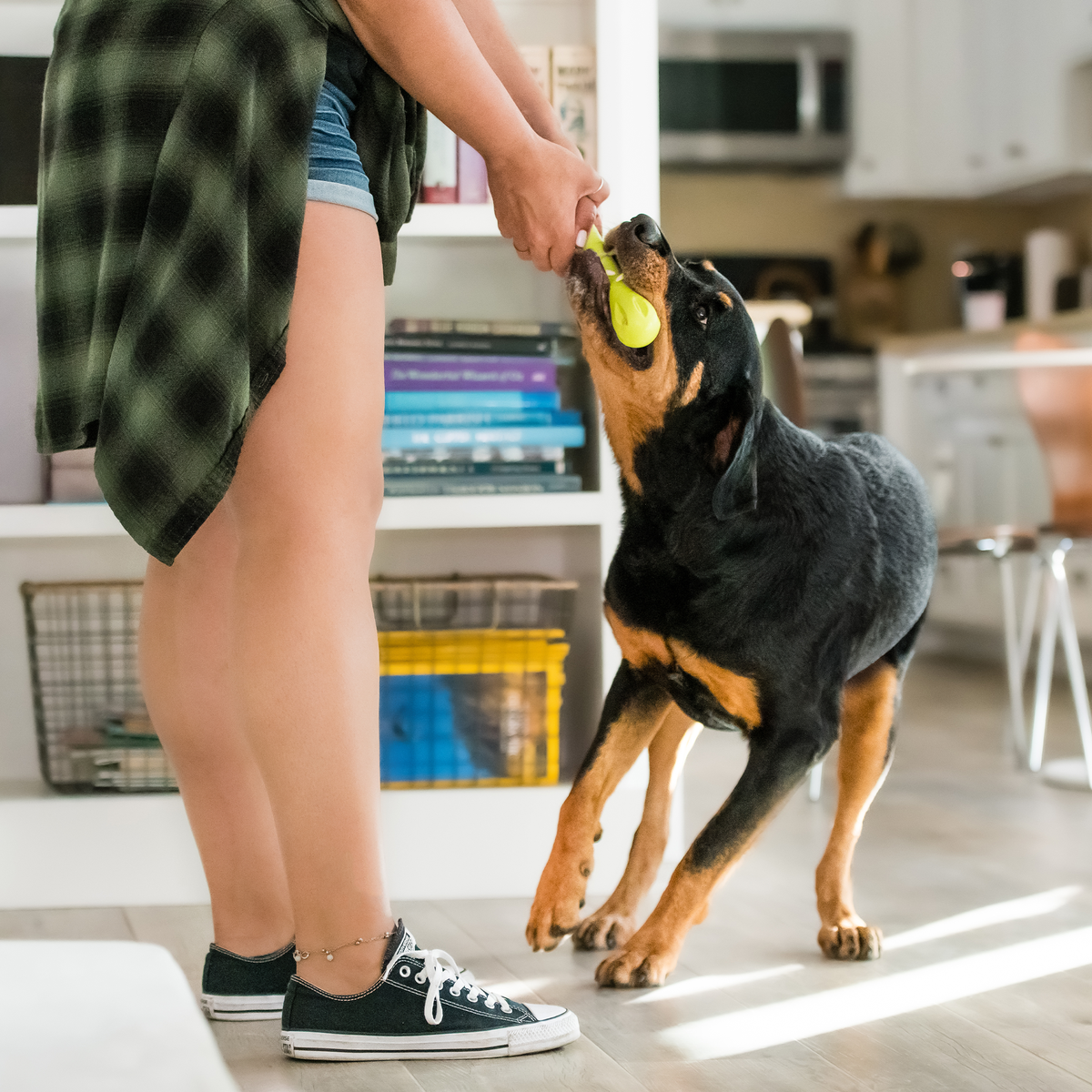 Dog playing with a toy in a kitchen