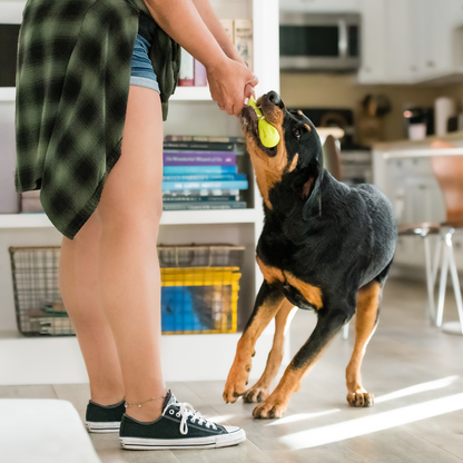 Dog playing with a toy in a kitchen