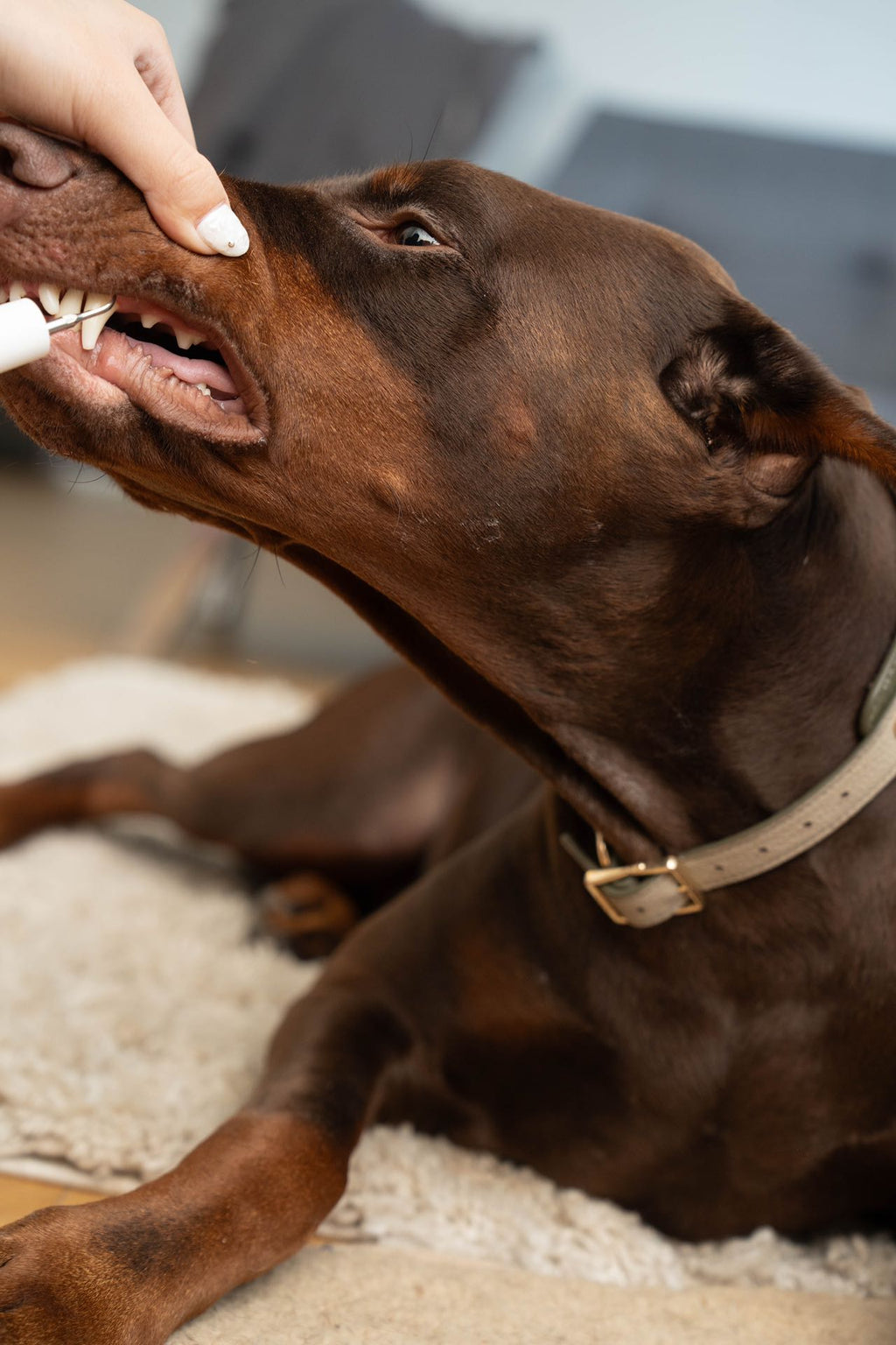 Brown dog lying on a carpet with a person petting its face.