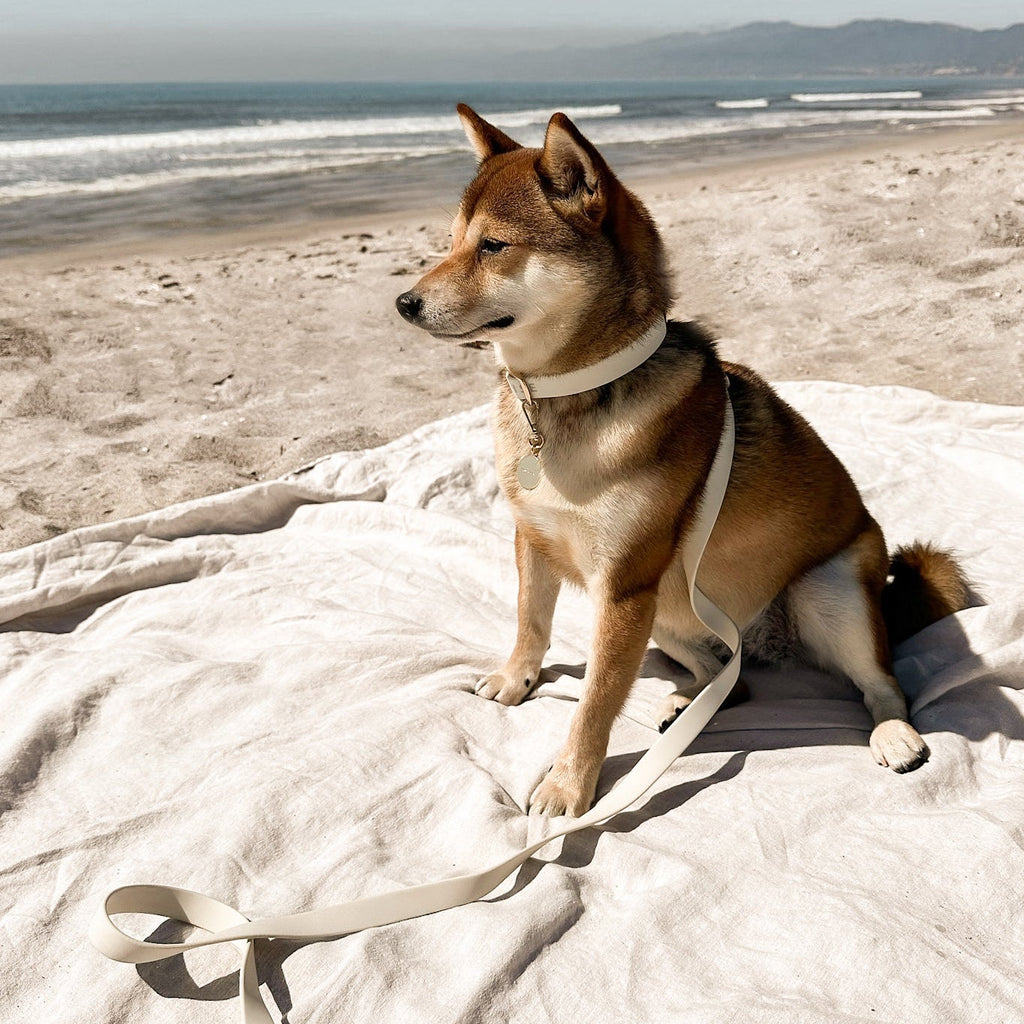 Dog sitting on a blanket at the beach with mountains in the background