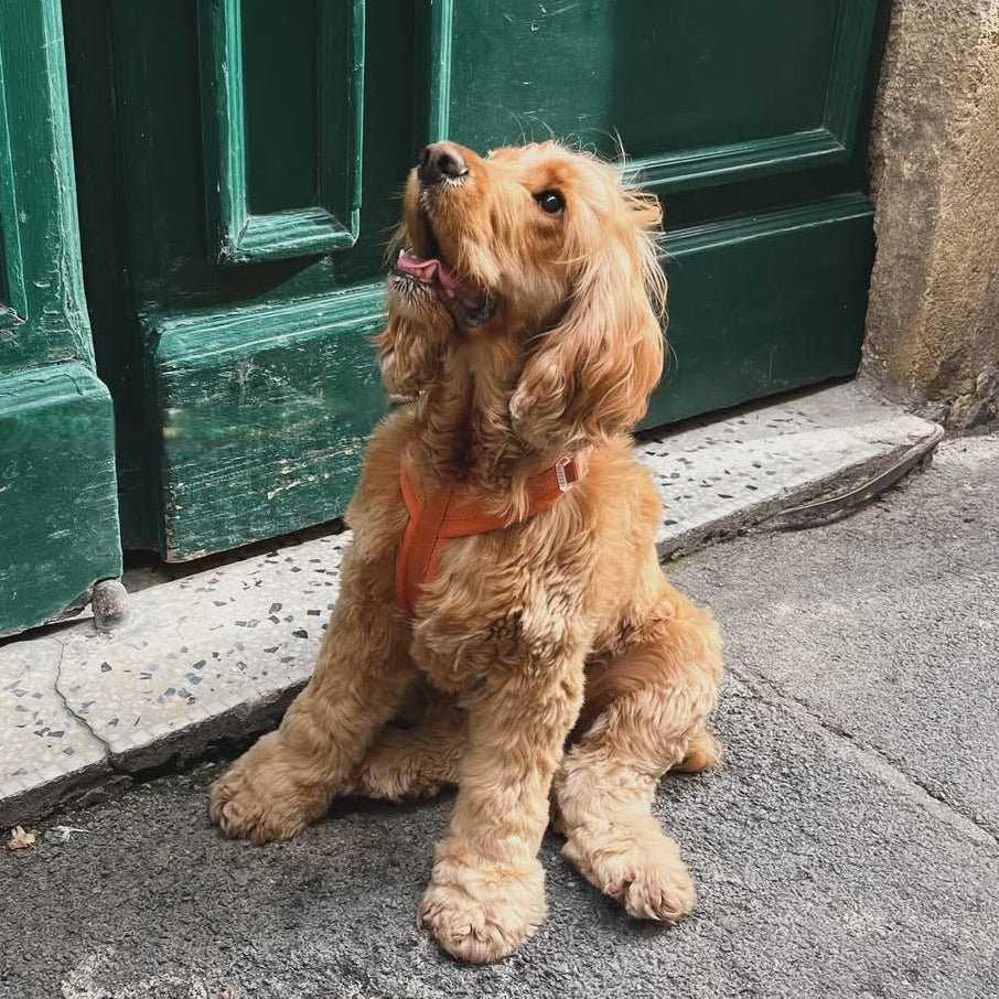 FURLOU Terracotta Comfort Dog Harness worn by a dog, view 3