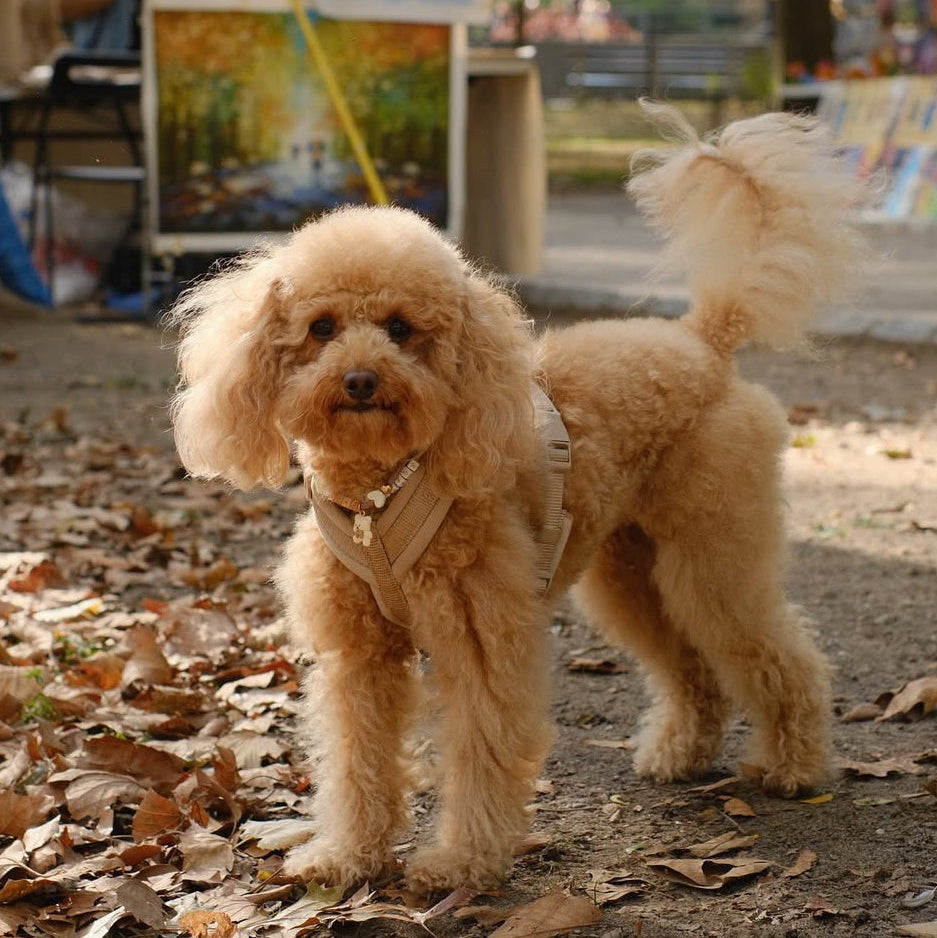 FURLOU Tan Comfort Dog Harness worn by a dog, view 3