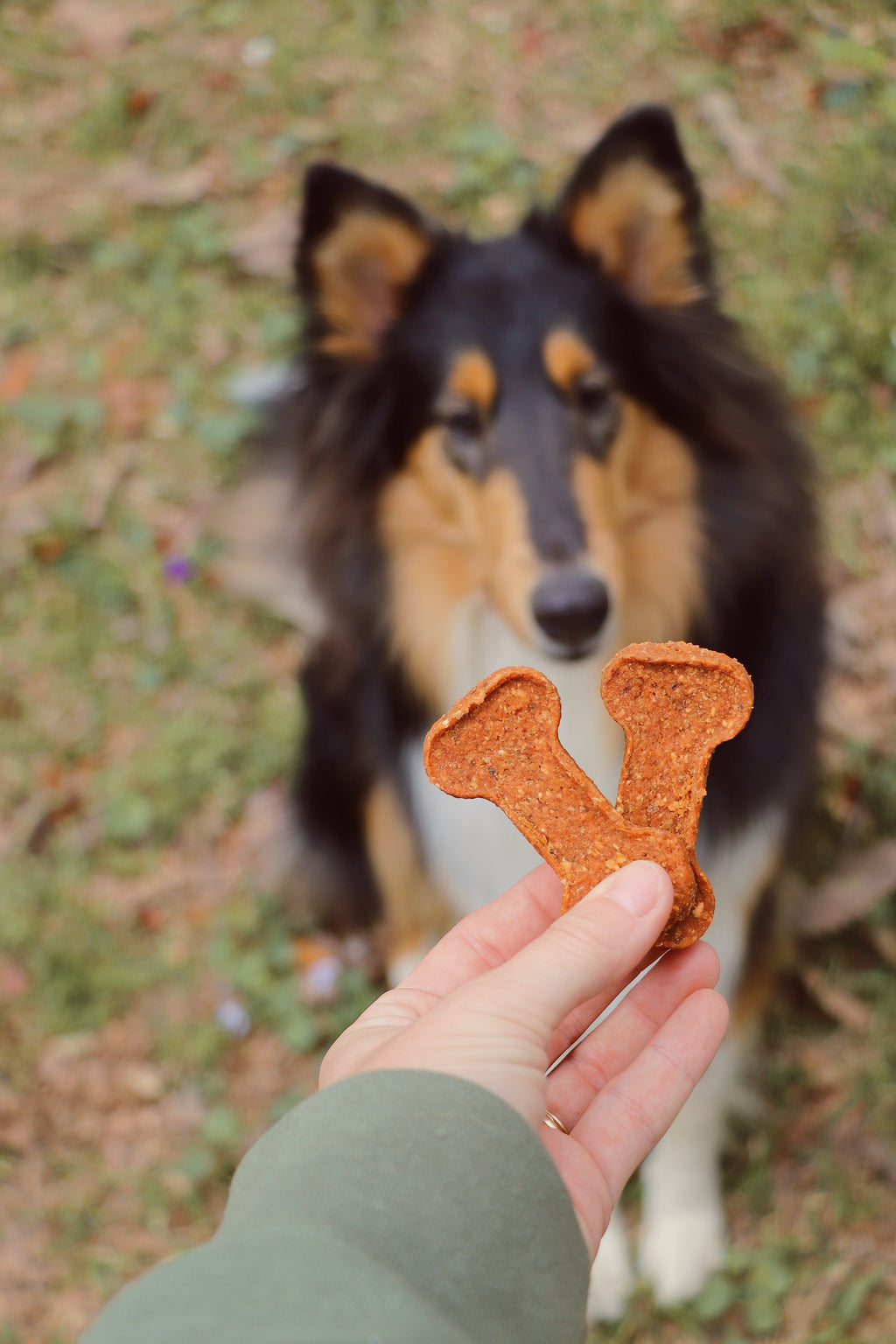 Dog looking at a bone-shaped dog treat held by a person outdoors.