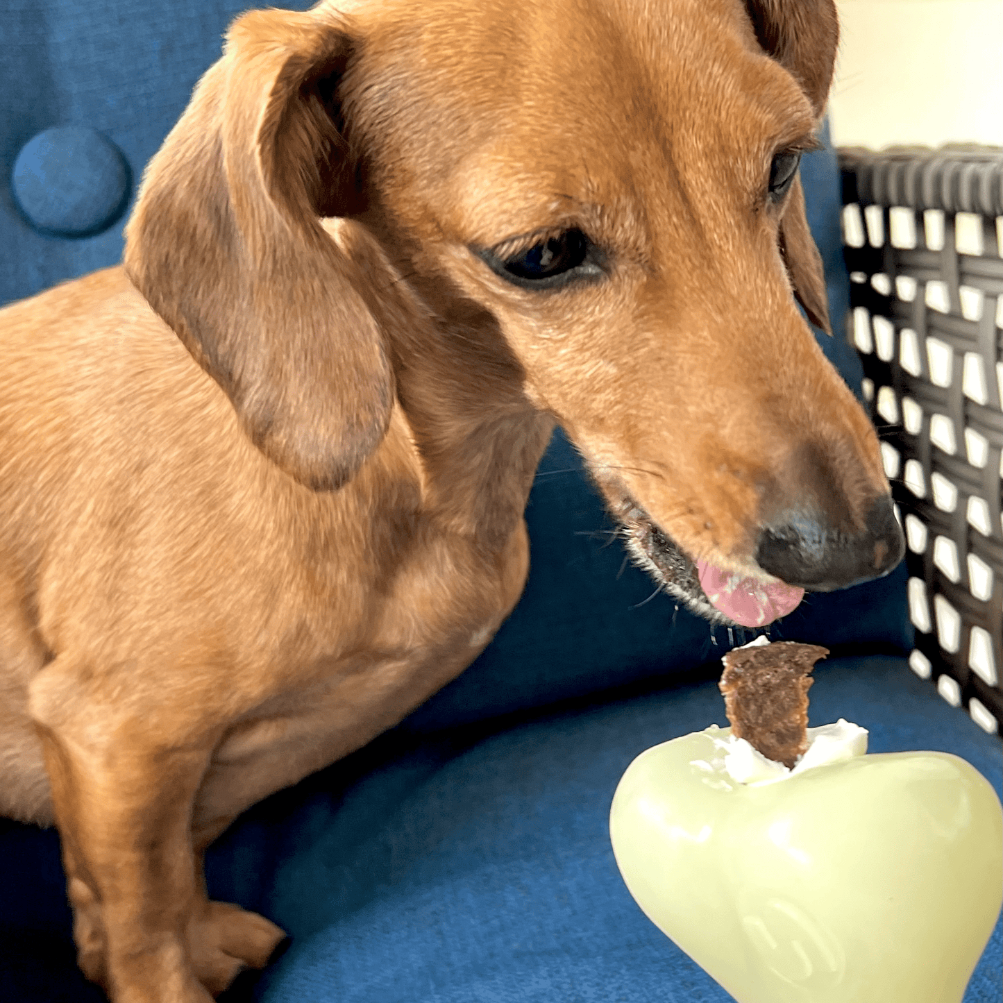 Dog sniffing a green toy with a treat on a blue couch