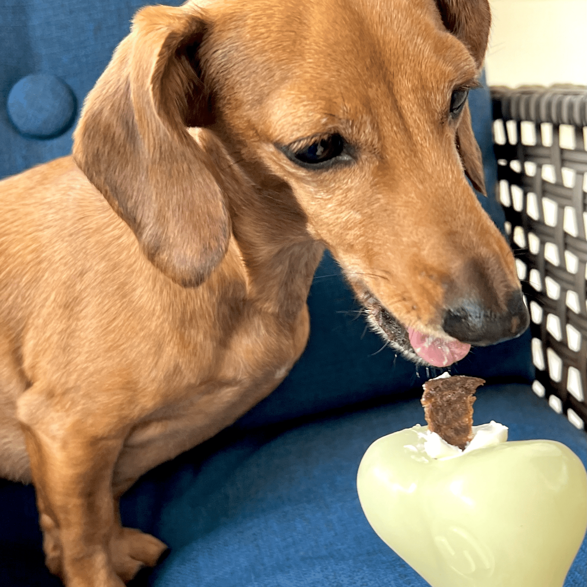 Dog sniffing a green toy with a treat on a blue couch