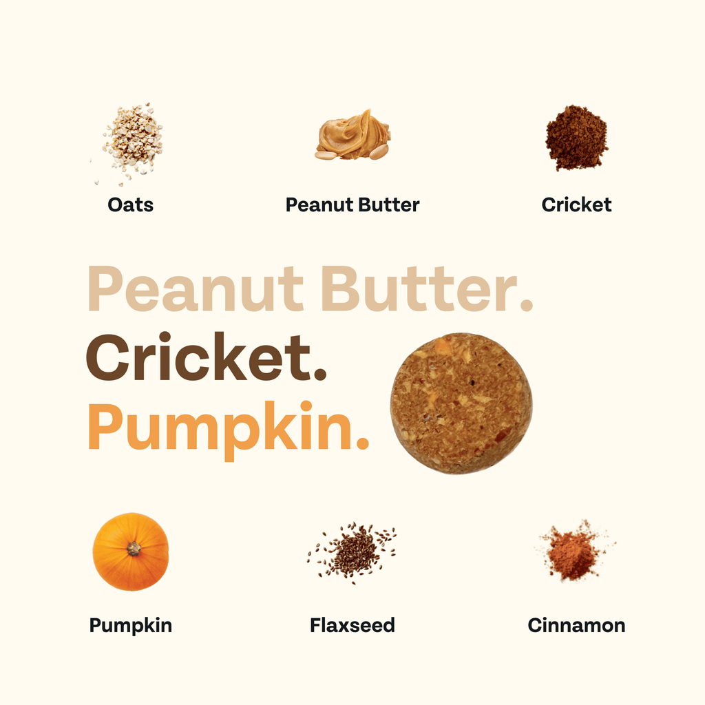 Ingredients for a snack or food product including oats, peanut butter, cricket, pumpkin, flaxseed, and cinnamon on a white background.