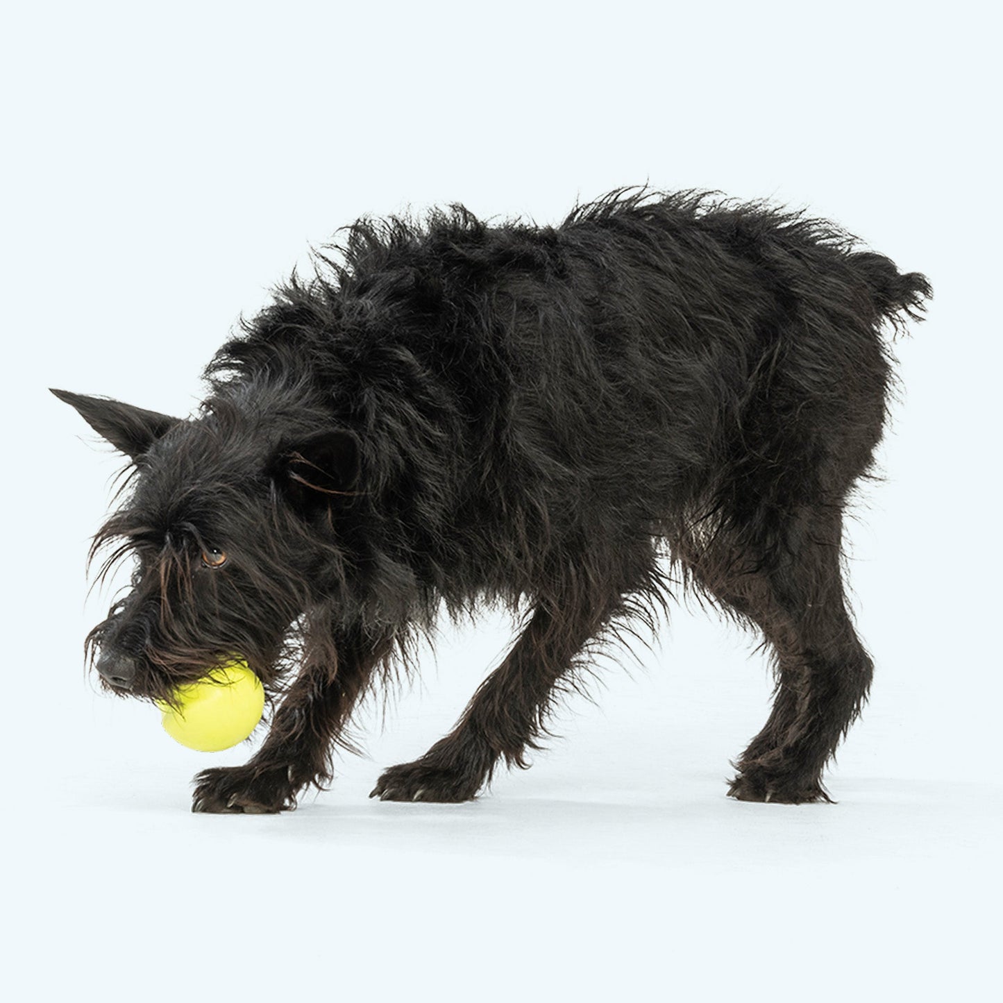 Black dog playing with a yellow ball on a white background