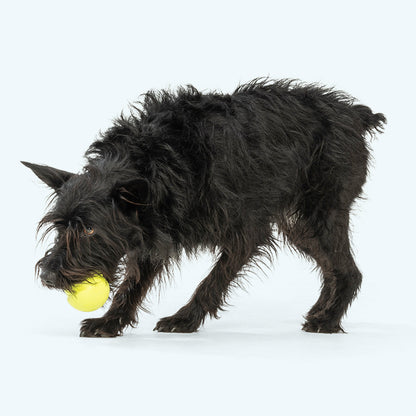 Black dog playing with a yellow ball on a white background