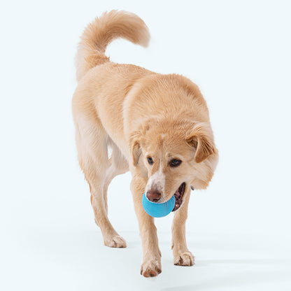 Dog running with a blue ball in its mouth on a white background