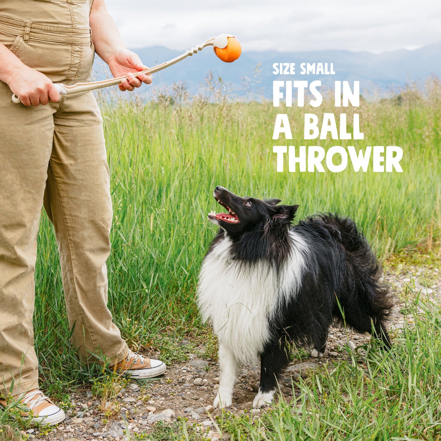 Person holding a ball thrower with a dog in a grassy field