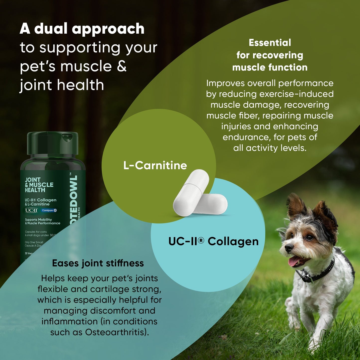 Pet supplement product with text on muscle and joint health, featuring a dog in a grassy field.