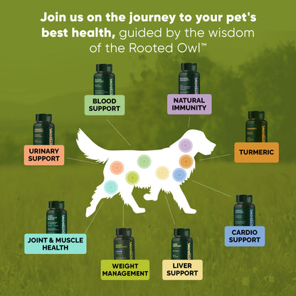 Diagram of a dog with health support products around it, on a green background with text about pet health.