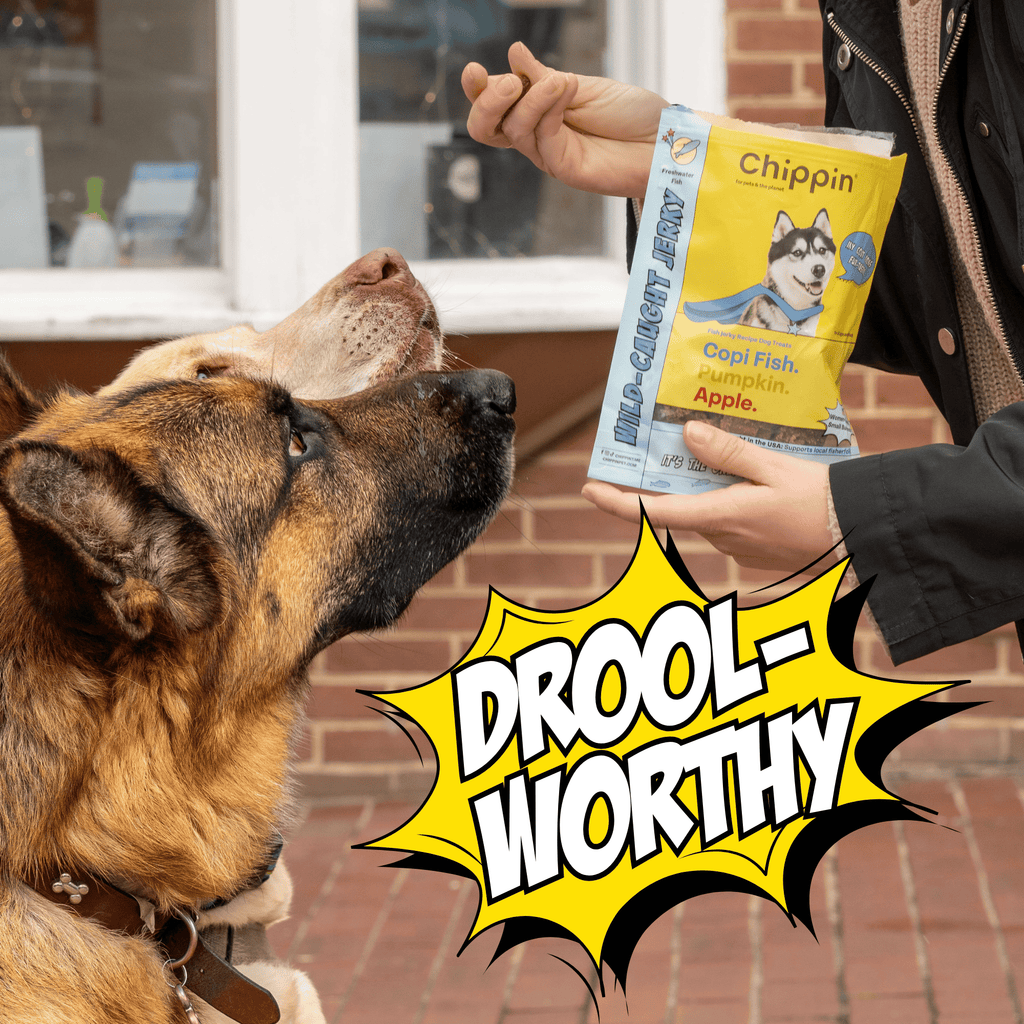 Dog eagerly anticipating a treat from a person holding a 'Chippin' treat package, with 'DROOL-WORTHY' text overlay.