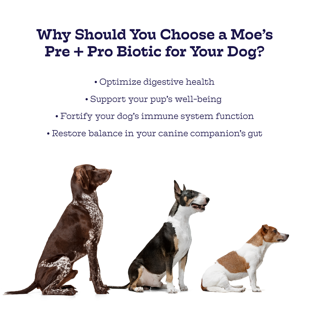 Pre + Pro Biotic Chews (60 chews per product)