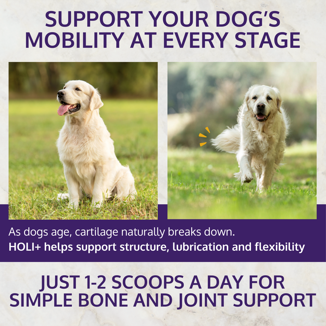 Advertisement for a product to support a dog's mobility with images of two dogs outdoors.